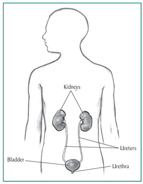 Easy Drawing Kidney Kidney Disease