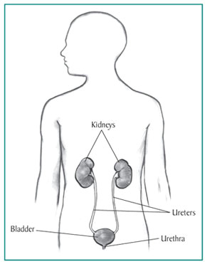 Easy Drawing Kidney Kidney Disease