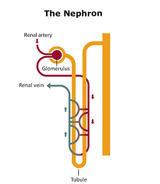 Easy Drawing Kidney Your Kidneys How they Work Niddk