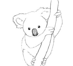 Easy Drawing Koala 174 Best Draw This Images Doodles Simple Drawings Drawings