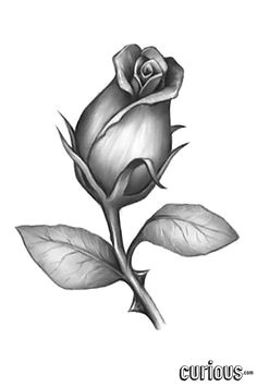 Easy Drawing Of A Rose Bud 163 Best How to Draw Rose Images Drawings Drawing Flowers How to