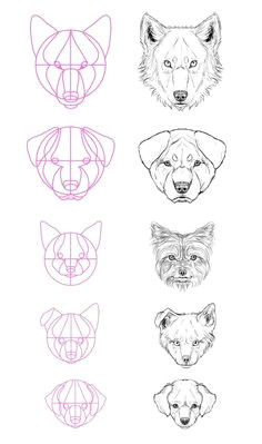 Easy Drawing Of A Wolf Face How to Draw A Wolf Face Google Search Wolves Drawings Art