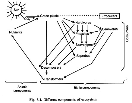 Easy Drawing Of Ecosystem Ecosystem It S Structure and Functions with Diagram