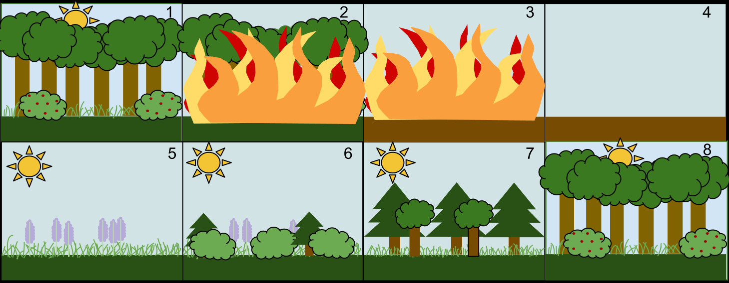 Easy Drawing Of Ecosystem Secondary Succession Wikipedia