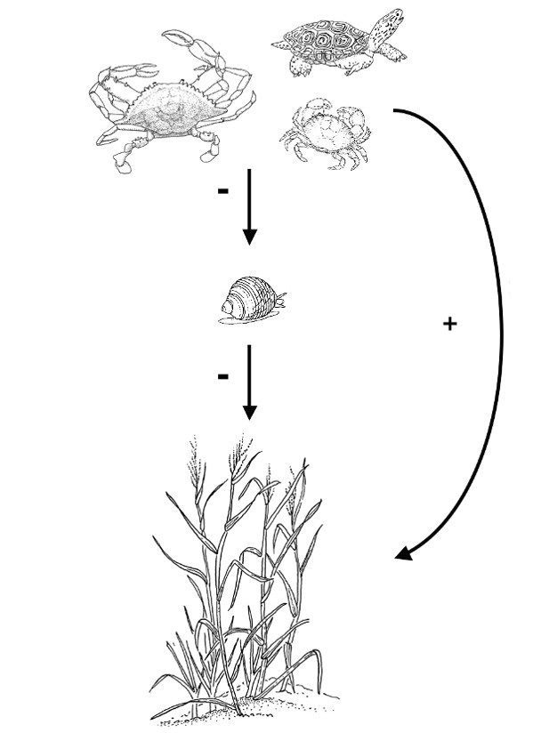 Easy Drawing Of Ecosystem Trophic Cascades Across Diverse Plant Ecosystems Learn Science at