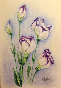 Easy Drawing Of Flowers with Colour 28 Best Line Drawings Of Flowers Images Flower Designs Drawing