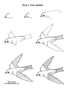 Easy Drawing Of Uttarayan 306 Best Drawing Birds Images Pencil Drawings Bird Drawings