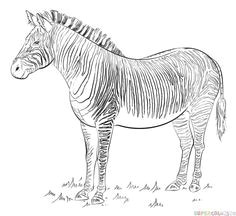 Easy Drawing Zebra 45 Best Zebra Drawing Images Zebra Art Zebra Drawing Zebra Painting