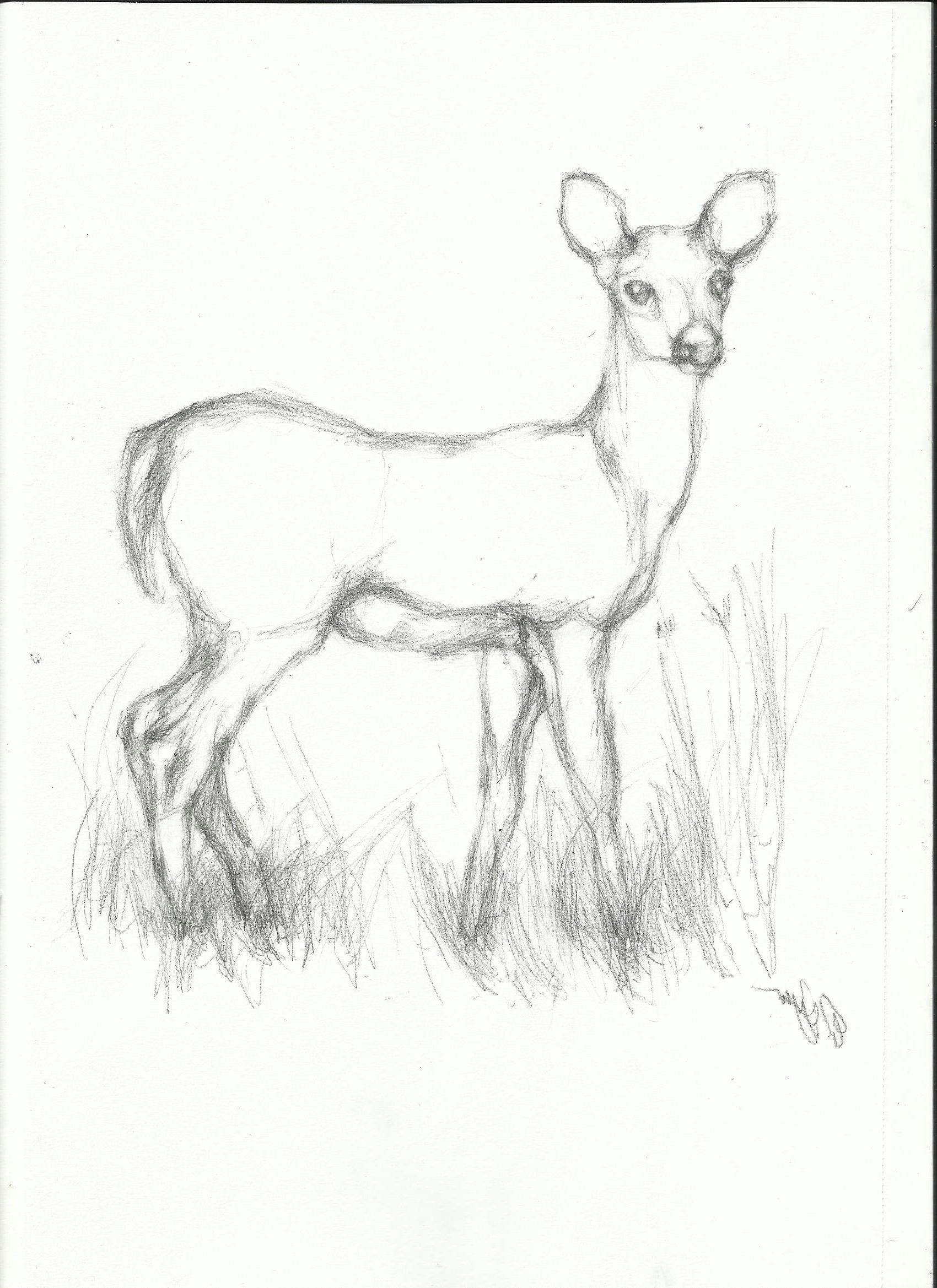 Easy Drawings Deer Pencil Easy Animal Sketch Drawing Drawing Drawings Pencil