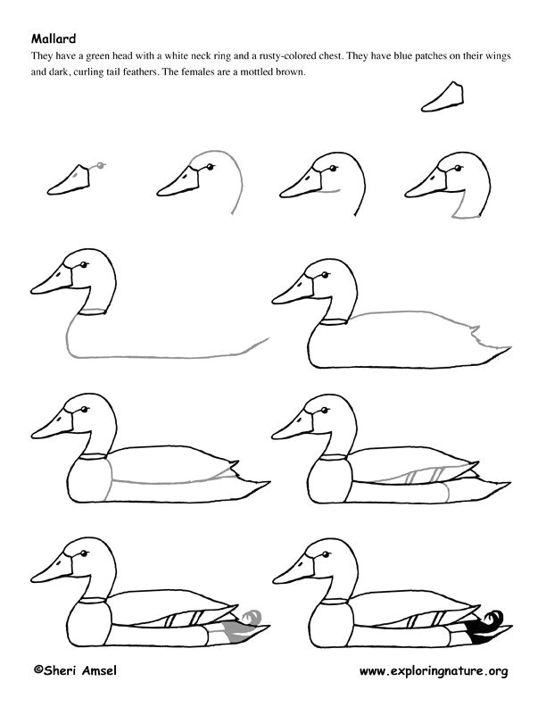 Easy Drawings Duck Pin by Sarah Brown On School Ideas Pinterest Drawings Art and