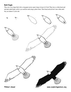 Easy Drawings Eagle 122 Best How to Draw Eagles Images Pencil Drawings Animal