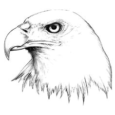 Easy Drawings Eagle 221 Best Eagle Sketches Images Eagle Drawing Eagle Painting