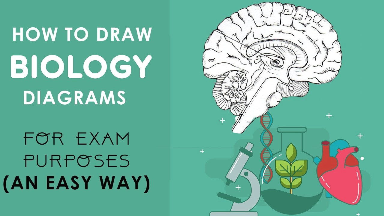 Easy Drawings for Grade 1 How to Draw Biology Diagrams In An Easy Way Class 10 to Class 12