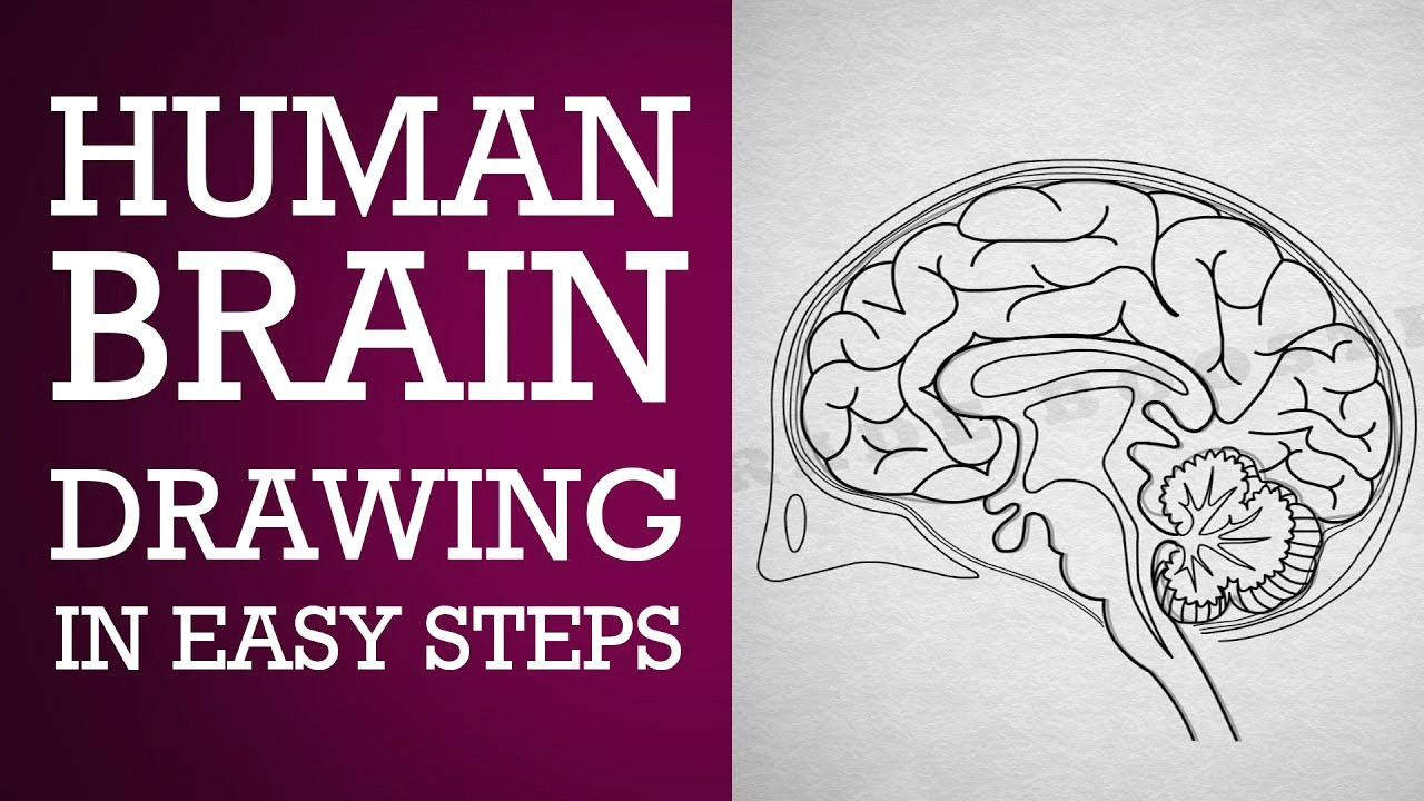 Easy Drawings for Grade 1 How to Draw Human Brain In Easy Steps Control Coordination