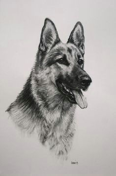 Easy Drawings German Shepherd 486 Best Gsd Drawings Paint Images In 2019 Pencil Drawings