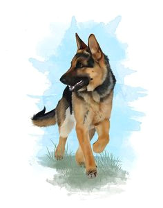 Easy Drawings German Shepherd 486 Best Gsd Drawings Paint Images In 2019 Pencil Drawings