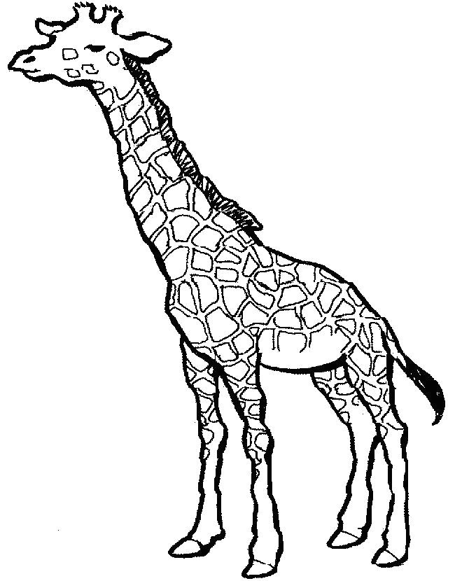 Easy Drawings Giraffe Simple Giraffe Outline You to Paint A Picture Giraffe This Giraffe