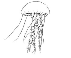 Easy Drawings Jellyfish 66 Best Drawing Sea Related Images Drawings Mermaids Art Drawings