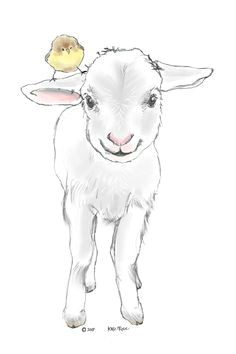 Easy Drawings Lamb 82 Best Lambs Sheep Images Sheep Drawing S Drawings