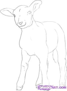 Easy Drawings Lamb 82 Best Lambs Sheep Images Sheep Drawing S Drawings