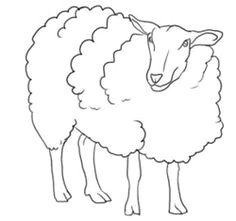 Easy Drawings Lamb 82 Best Lambs Sheep Images Sheep Drawing S Drawings
