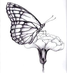 Easy Drawings Of Flowers and butterflies Drawings Of Flowers and butterflies My Drawing Of A butterfly by