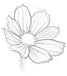 Easy Drawings Of Flowers In Pencil 361 Best Drawing Flowers Images Drawings Drawing Techniques