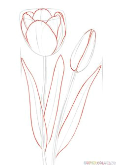 Easy Drawings Of Flowers In Pencil Step by Step How to Draw A Tulip Step by Step Drawing Tutorials for Kids and