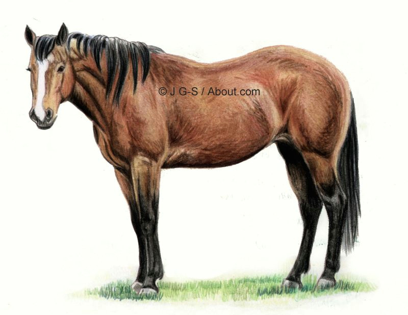 Easy Drawings Of Horses Tutorial to Teach You How to Draw A Realistic Horse In Colored Pencil