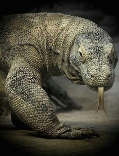 Easy Drawings Of Komodo Dragons 110 Best Komodo Dragon Images In 2019 Lizards Reptiles