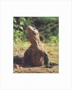 Easy Drawings Of Komodo Dragons 110 Best Komodo Dragon Images In 2019 Lizards Reptiles