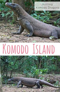 Easy Drawings Of Komodo Dragons 110 Best Komodo Dragon Images In 2019 Lizards Reptiles