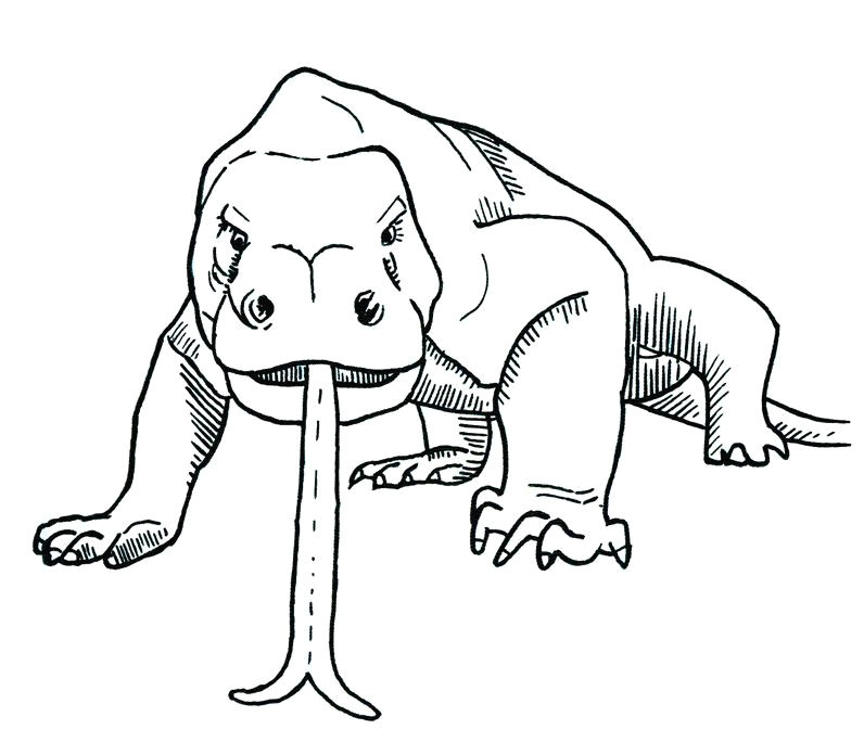 Easy Drawings Of Komodo Dragons Komodo Dragons N D N N D Dod 11 N N N D D D D N D D Dµd D D D D D D Dµd D D D D D Dµdon