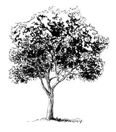 Easy Drawings Of Trees 156 Best Drawing Trees Images In 2019 Drawing Trees Tree Drawings