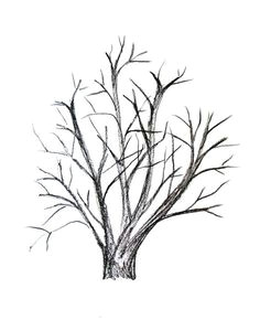 Easy Drawings Of Trees 156 Best Drawing Trees Images In 2019 Drawing Trees Tree Drawings