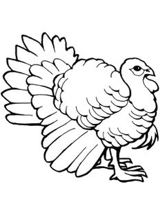 Easy Drawings Of Turkeys 8 Best Turkey Images Bing Images Easy Drawings Turkey Cartoon