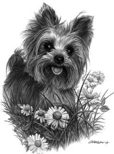 Easy Drawings Of Yorkies 161 Best Cartoon Yorkies Images Dog Paintings Drawings Of Dogs