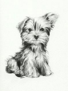 Easy Drawings Of Yorkies 161 Best Cartoon Yorkies Images Dog Paintings Drawings Of Dogs
