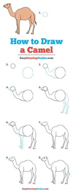 Easy Drawings Of Zoo 601 Best Draw Zoo Animals S by S Images Learn to Draw Step by