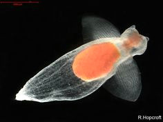 Easy Drawings Of Zooplankton 64 Best Zooplankton Images Ocean Life Microorganisms Marine Biology