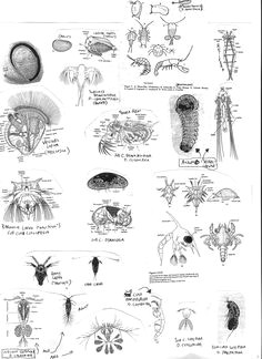 Easy Drawings Of Zooplankton 64 Best Zooplankton Images Ocean Life Microorganisms Marine Biology