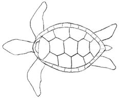 Easy Drawings Turtle 98 Best Craft Outline Sea Images Drawings Animal Drawings