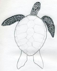 Easy Drawings Under the Sea How to Draw A Turtle Campcare In 2018 Pinterest Drawings