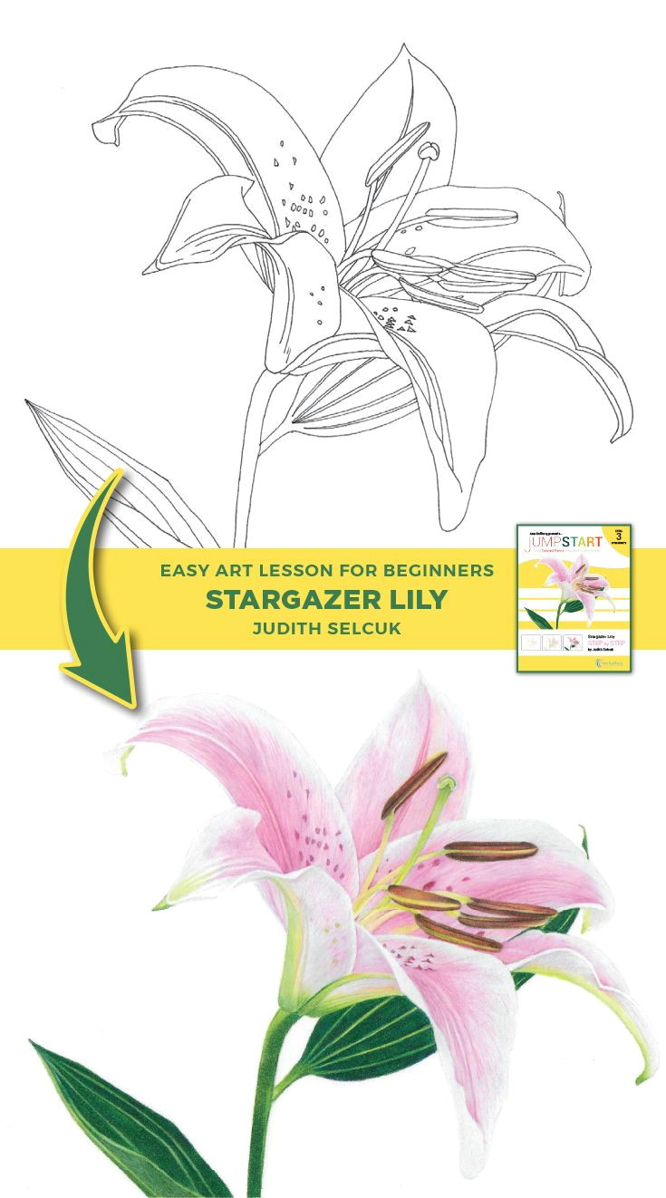 Easy Drawings with Colored Pencils Jumpstart Level 3 Stargazer Lily In 2018 Art to Try Pinterest
