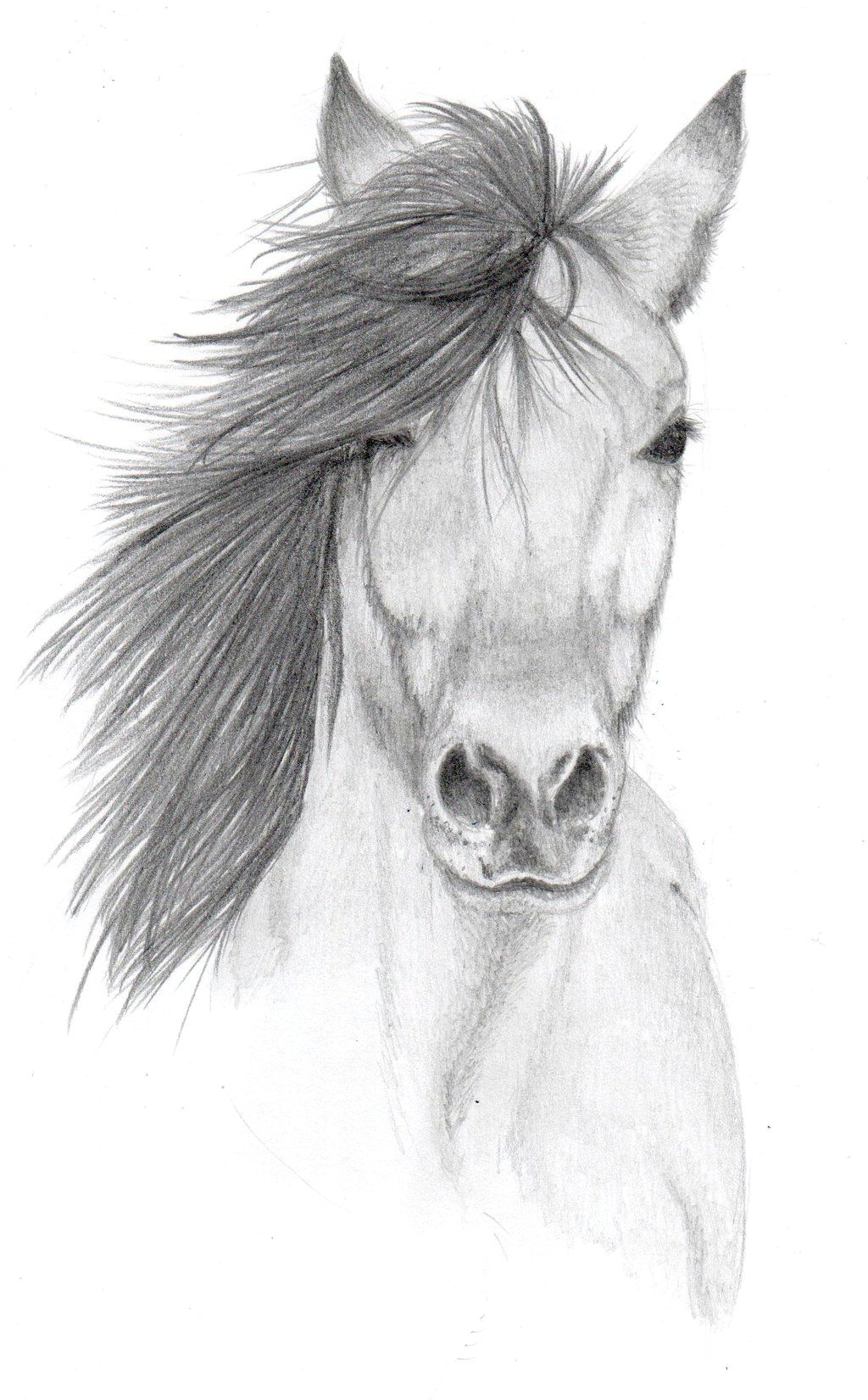 Easy November Drawings Pencil Sketches Of Animals Horse Pencil Sketch by Vulpes Corsac