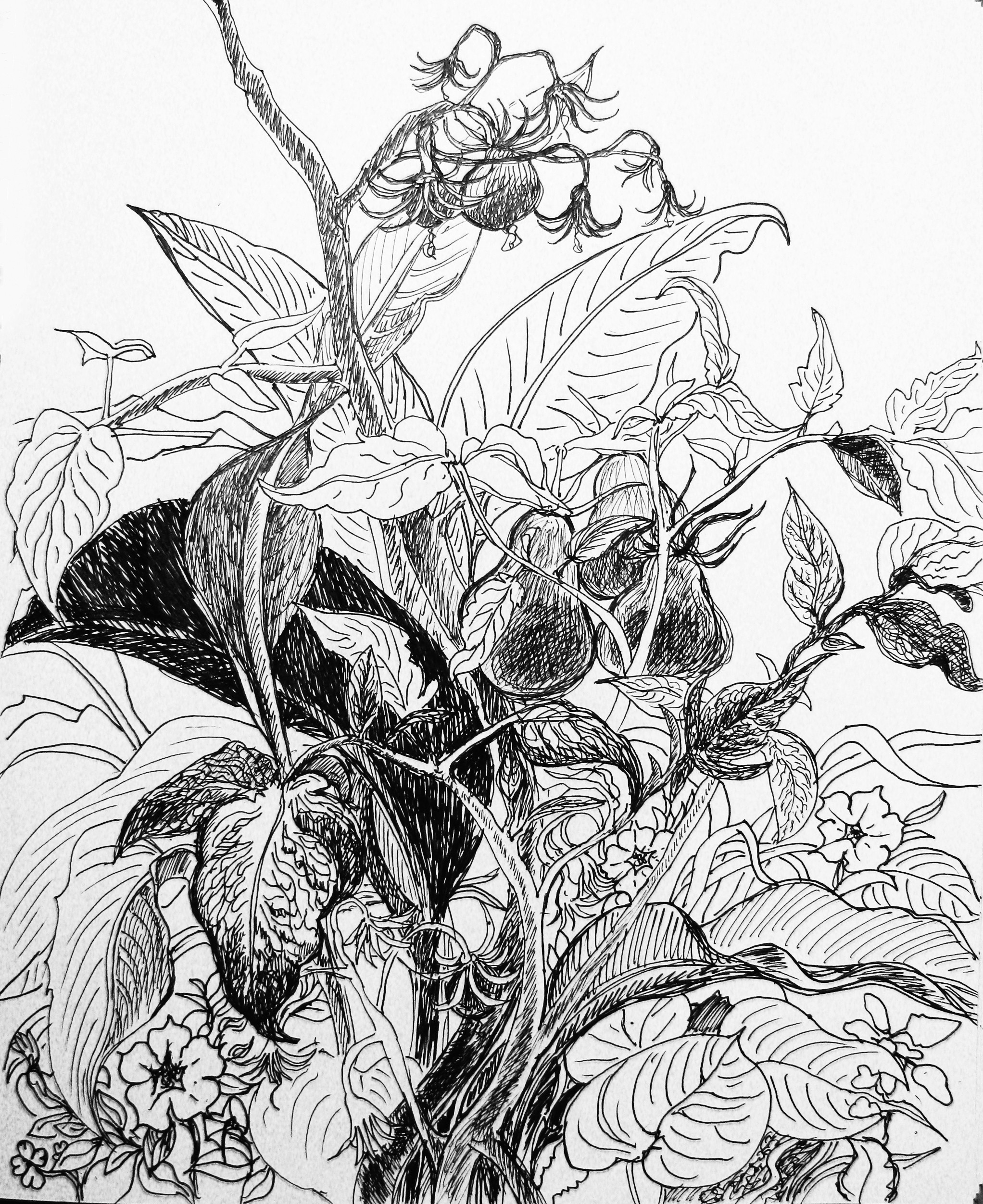 Easy Pencil Drawings Of Flowers and Vines Awesome Pencil Drawings Of Flowers and Vines Www Pantry Magic Com