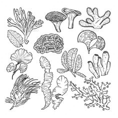 Easy Underwater Drawings Drawing Underwater Coral Reef Coral Reef Pinterest Coral Reef