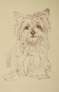 Easy Yorkie Drawings 161 Best Cartoon Yorkies Images Dog Paintings Drawings Of Dogs