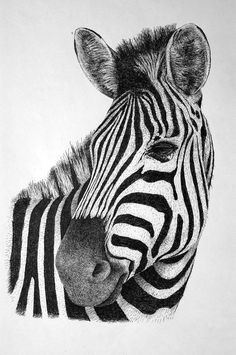 Easy Zebra Drawings 45 Best Zebra Drawing Images Zebra Art Zebra Drawing Zebra Painting