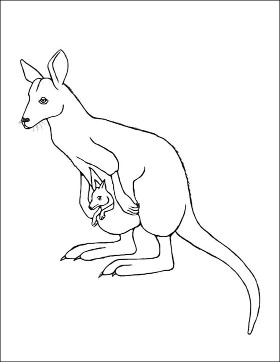 Easy Zoo Drawings Wallaby Google Search Line Drawings for Literacy Kangaroo